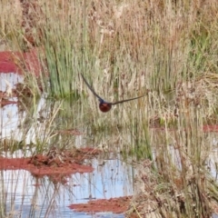 Hirundo neoxena at Fyshwick, ACT - 13 Aug 2020 01:43 PM