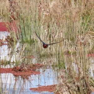 Hirundo neoxena at Fyshwick, ACT - 13 Aug 2020