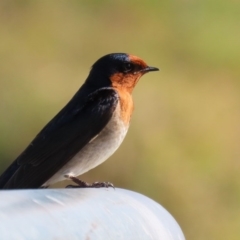 Hirundo neoxena at Fyshwick, ACT - 13 Aug 2020