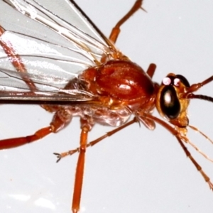 Netelia sp. (genus) at Ainslie, ACT - 14 Aug 2020