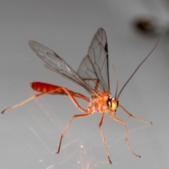 Netelia sp. (genus) at Ainslie, ACT - 14 Aug 2020