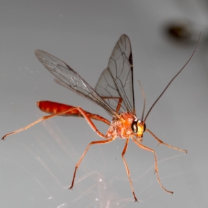 Netelia sp. (genus) at Ainslie, ACT - 14 Aug 2020