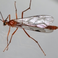 Netelia sp. (genus) at Ainslie, ACT - 14 Aug 2020