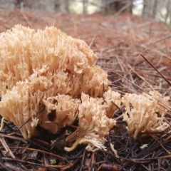 Ramaria sp. (A Coral fungus) at Gundaroo, NSW - 7 Jul 2020 by Gunyijan