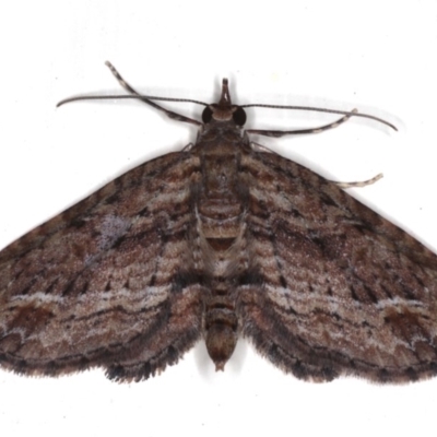 Chloroclystis filata (Filata Moth, Australian Pug Moth) at Ainslie, ACT - 14 Aug 2020 by jbromilow50