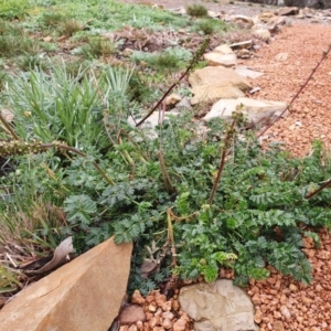 Acaena (genus) at Gundaroo, NSW - 15 Aug 2020