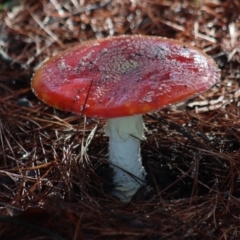 Amanita muscaria (Fly Agaric) at Gundaroo, NSW - 21 Jun 2020 by Gunyijan