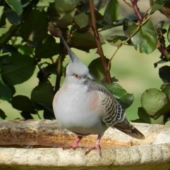 Ocyphaps lophotes (Crested Pigeon) at South Wolumla, NSW - 28 Sep 2012 by SueMuffler