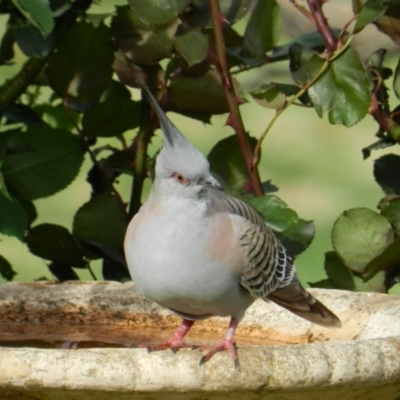 Ocyphaps lophotes (Crested Pigeon) at South Wolumla, NSW - 28 Sep 2012 by SueMuffler