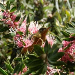 Acanthorhynchus tenuirostris (Eastern Spinebill) at South Wolumla, NSW - 7 Mar 2015 by SueMuffler