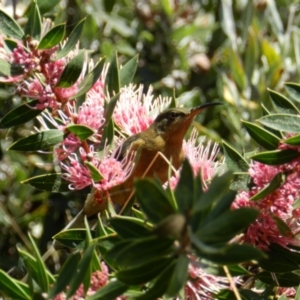 Acanthorhynchus tenuirostris at South Wolumla, NSW - 7 Mar 2015