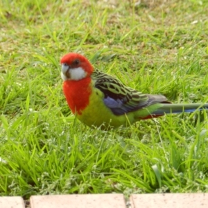 Platycercus eximius at South Wolumla, NSW - 1 Aug 2012