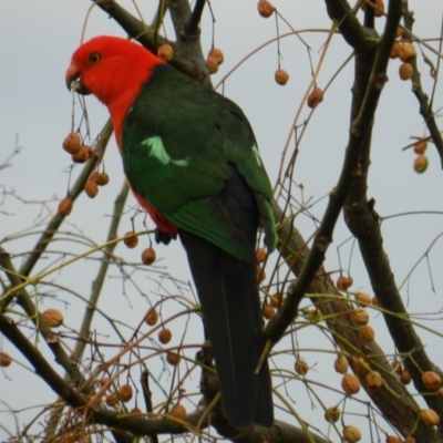 Alisterus scapularis (Australian King-Parrot) at South Wolumla, NSW - 17 Aug 2011 by SueMuffler