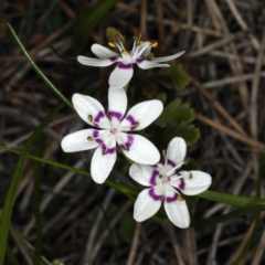 Wurmbea dioica subsp. dioica (Early Nancy) at Majura, ACT - 14 Aug 2020 by jbromilow50