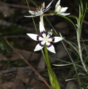 Wurmbea dioica subsp. dioica at Majura, ACT - 14 Aug 2020 03:31 PM