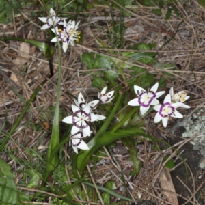 Wurmbea dioica subsp. dioica at Majura, ACT - 14 Aug 2020 03:31 PM