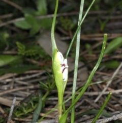 Wurmbea dioica subsp. dioica at Majura, ACT - 14 Aug 2020