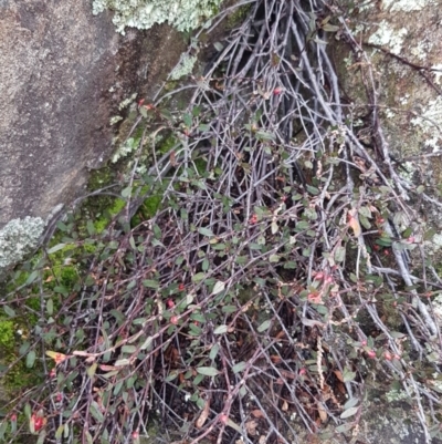 Muehlenbeckia tuggeranong (Tuggeranong Lignum) at Pine Island to Point Hut - 15 Aug 2020 by tpreston