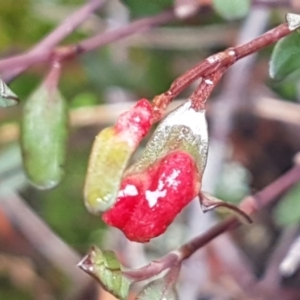 Muehlenbeckia tuggeranong at suppressed - 15 Aug 2020