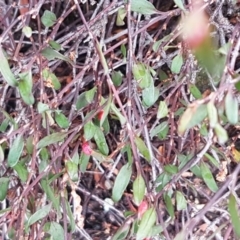 Muehlenbeckia tuggeranong at suppressed - 15 Aug 2020