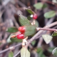 Muehlenbeckia tuggeranong at suppressed - suppressed