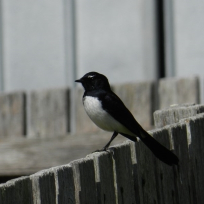 Rhipidura leucophrys (Willie Wagtail) at South Wolumla, NSW - 16 Sep 2012 by SueMuffler