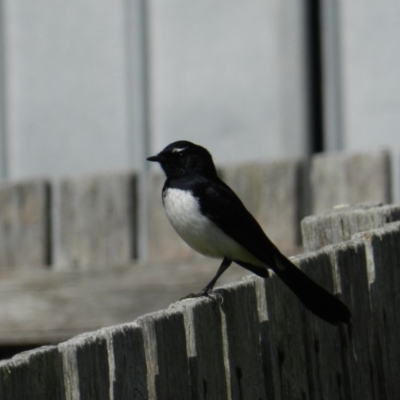 Rhipidura leucophrys (Willie Wagtail) at South Wolumla, NSW - 16 Sep 2012 by SueMuffler