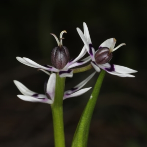 Wurmbea dioica subsp. dioica at Majura, ACT - 14 Aug 2020