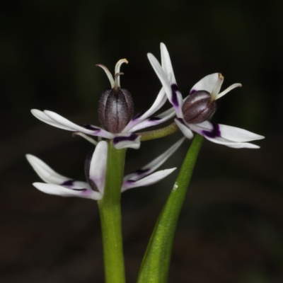 Wurmbea dioica subsp. dioica (Early Nancy) at Mount Ainslie - 14 Aug 2020 by jb2602