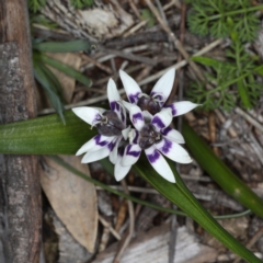 Wurmbea dioica subsp. dioica at Majura, ACT - 14 Aug 2020