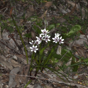 Wurmbea dioica subsp. dioica at Majura, ACT - 14 Aug 2020