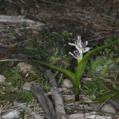 Wurmbea dioica subsp. dioica at Majura, ACT - 14 Aug 2020