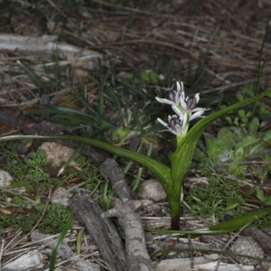 Wurmbea dioica subsp. dioica at Majura, ACT - 14 Aug 2020