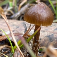 Unidentified Fungus at Mongarlowe River - 10 Aug 2020 by LisaH