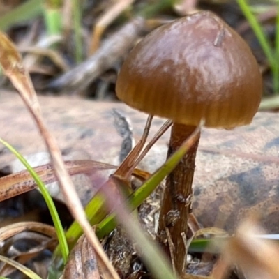 Unidentified Fungus at Mongarlowe, NSW - 10 Aug 2020 by LisaH