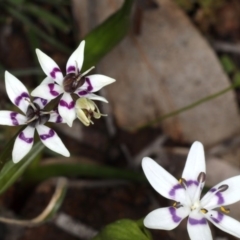 Wurmbea dioica subsp. dioica (Early Nancy) at Hackett, ACT - 14 Aug 2020 by jb2602