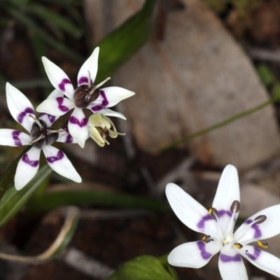 Wurmbea dioica subsp. dioica (Early Nancy) at Hackett, ACT - 14 Aug 2020 by jb2602