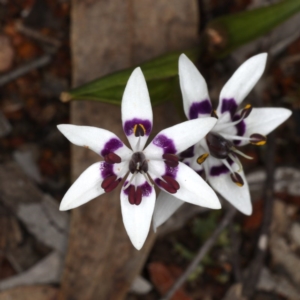 Wurmbea dioica subsp. dioica at Hackett, ACT - 14 Aug 2020