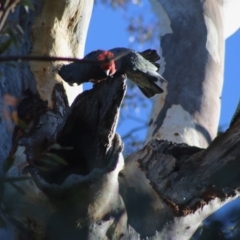 Callocephalon fimbriatum (Gang-gang Cockatoo) at Deakin, ACT - 22 Jul 2020 by LisaH