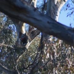 Callocephalon fimbriatum at Deakin, ACT - 22 Jul 2020