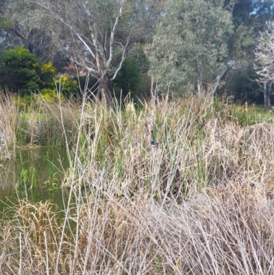 Malurus cyaneus (Superb Fairywren) at Les Stone Park - 10 Aug 2020 by ClaireSee