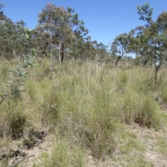 Rytidosperma pallidum (Red-anther Wallaby Grass) at Bywong, NSW - 29 Oct 2015 by AndyRussell