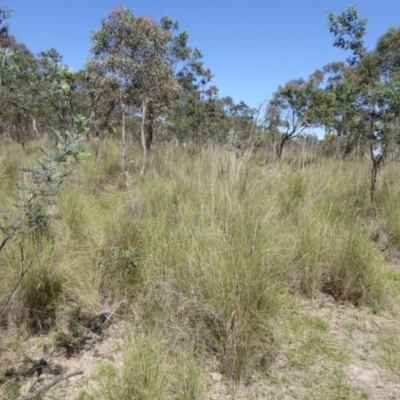 Rytidosperma pallidum (Red-anther Wallaby Grass) at Bywong, NSW - 28 Oct 2015 by AndyRussell