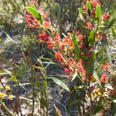 Daviesia mimosoides (Bitter Pea) at Bywong, NSW - 28 Oct 2015 by AndyRussell