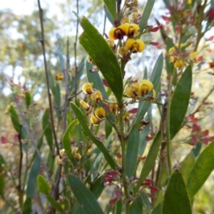 Daviesia mimosoides at Bywong, NSW - 29 Oct 2015 10:35 AM