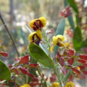 Daviesia mimosoides at Bywong, NSW - 29 Oct 2015 10:35 AM