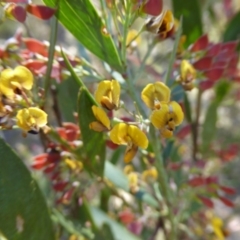 Daviesia mimosoides at Bywong, NSW - 29 Oct 2015 10:35 AM