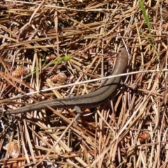 Lampropholis guichenoti (Common Garden Skink) at Bywong, NSW - 28 Oct 2015 by AndyRussell