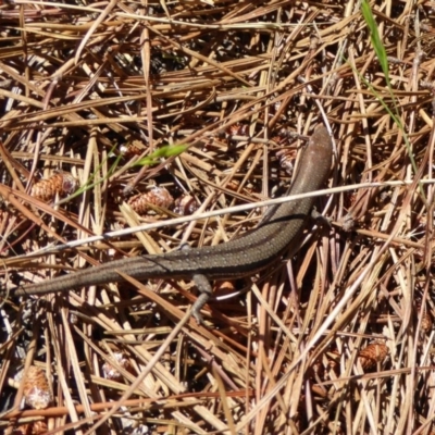 Lampropholis guichenoti (Common Garden Skink) at Bywong, NSW - 29 Oct 2015 by AndyRussell