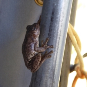 Litoria peronii at Bywong, NSW - 29 Oct 2015 11:01 AM